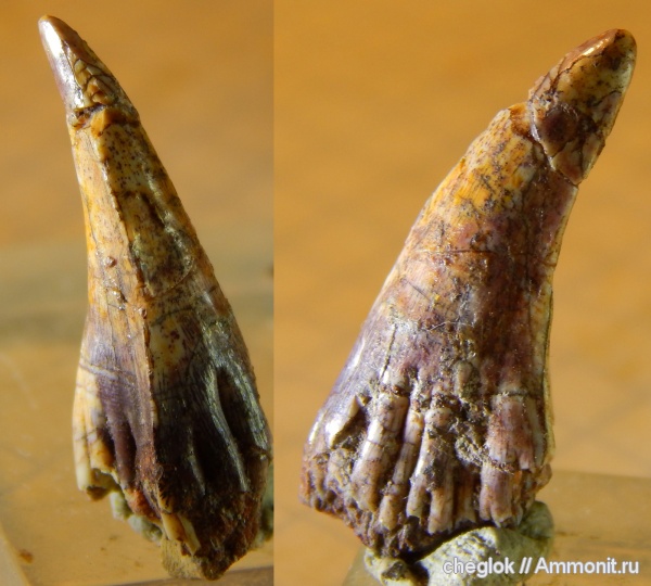 девон, Holoptychius, зубы рыб, Онежское озеро