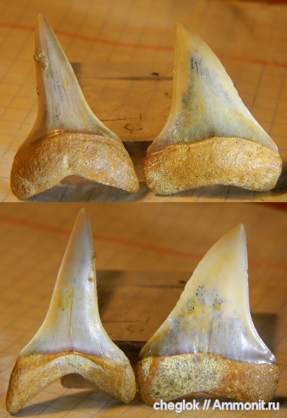 миоцен, зубы акул, Чили, Cosmopolitodus hastalis, Атакама