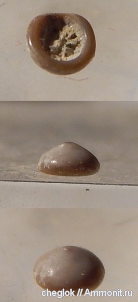 мел, рыбы, позвоночные, Варавино, Pycnodontiformes мел, рыбы, позвоночные, Варавино, Pycnodontiformes