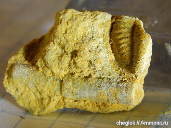 трилобиты, морские лилии, карбон, Русавкино