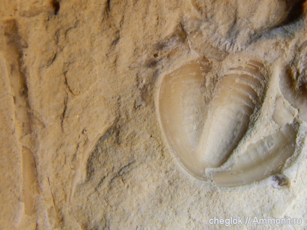 трилобиты, карбон, Пирочи