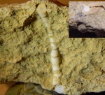 фрагмент морской лилии из Мстихино