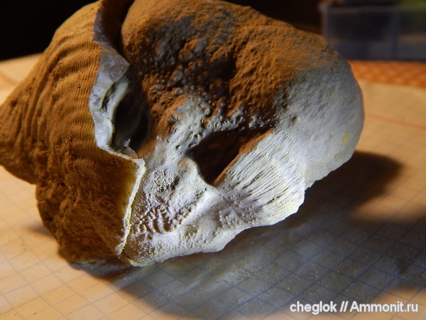 брахиоподы, Gigantoproductus, нижний карбон, Калужская область, Мстихино