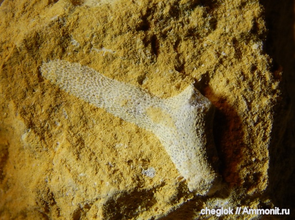 карбон, мшанки, Русавкино