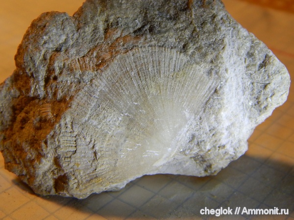 брахиоподы, нижний карбон, Калужская область, Schellwienella, Мстихино