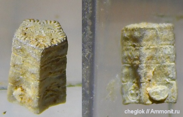 морские лилии, юра, Гжель