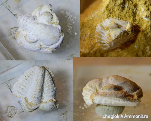 трилобиты, карбон, Русавкино