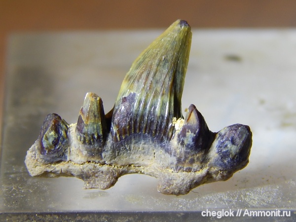 карбон, Русавкино, зубы акул, зубы рыб, Glikmanius occidentalis