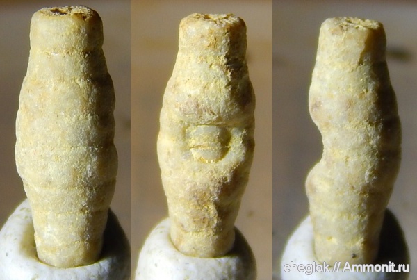 морские лилии, карбон, Гжель, Phosphannulus