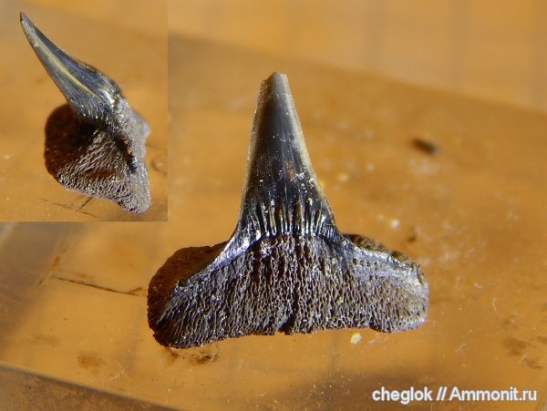 юра, Фили, Sphenodus, зубы акул