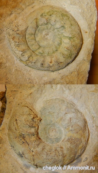 аммониты, пермь, Урал, Goniatitida, артинский ярус, Paragastrioceras