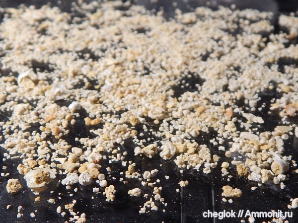 морские лилии, карбон, Русавкино