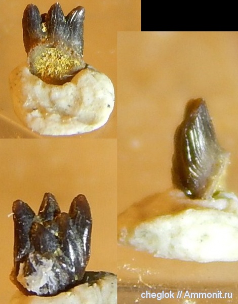 карбон, Русавкино, зубы рыб