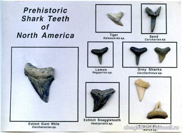 миоцен, плейстоцен, олигоцен, зубы акул, Carcharocles, плиоцен, Isurus, Hemipristis, Galeocerdo, Carcharias, Carcharinus, Negaprion