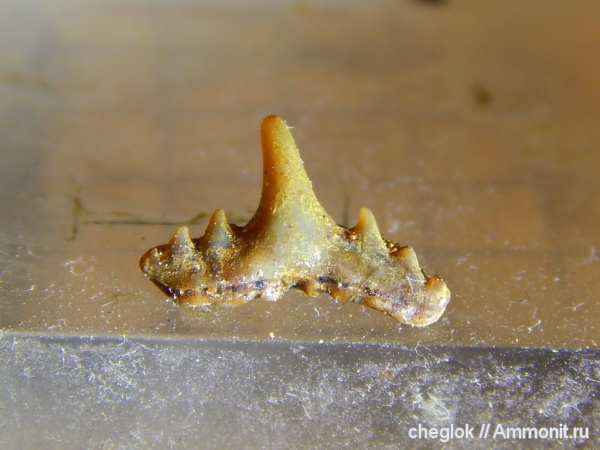 мел, сеноман, зубы акул, Synechodus, Никольское