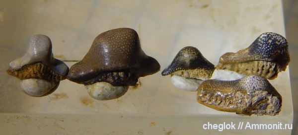 карбон, зубы акул, Helodus, зубы рыб, Заборье