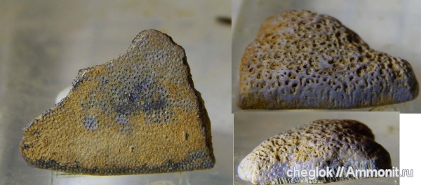 рыбы, нижний карбон, зубы акул, зубы рыб, Заборье