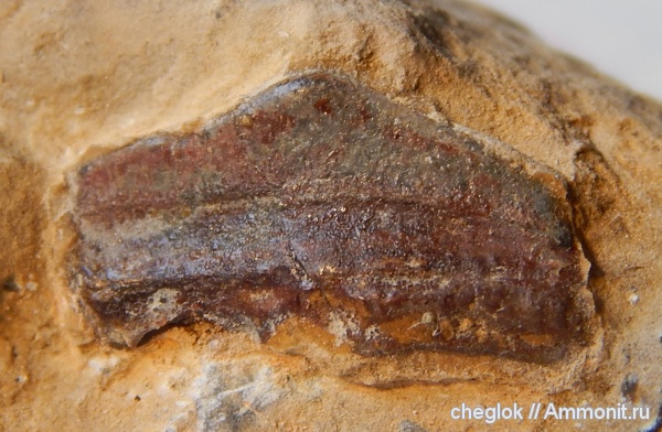 нижний карбон, зубы акул, Chomatodus, Заборье