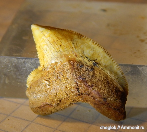 мел, Казахстан, зубы акул, Мангышлак, зубы рыб, Anacorax