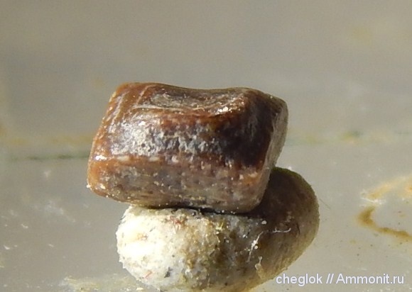 рыбы, нижний карбон, Acanthodii, чешуя, Acanthodiformes, Заборье, покровные элементы