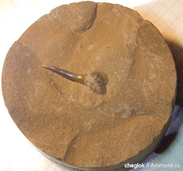 палеоген, Казахстан, зубы акул, Xiphodolamia