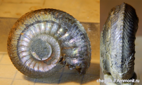 аммониты, юра, Пески