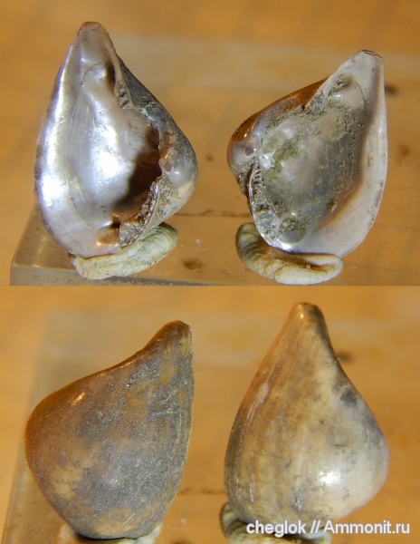 юра, Пески, двустворчатые моллюски, Nuculana