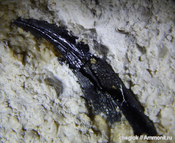 карбон, Пески, шипы рыб