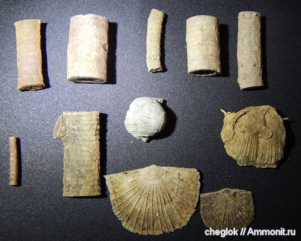 брахиоподы, морские лилии, нижний карбон, Зудна