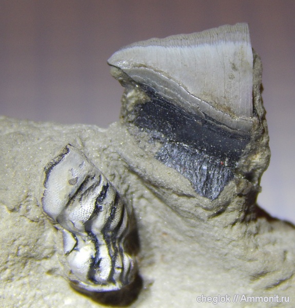 нижний карбон, Poecilodus, Petalodus, Калужская область, зубы рыб, Борщевский карьер