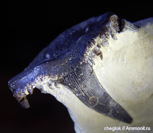 нижний карбон, зубы акул, Saivodus, Заборье