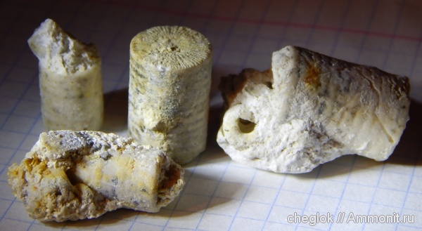 морские лилии, средний карбон, Дубровицы