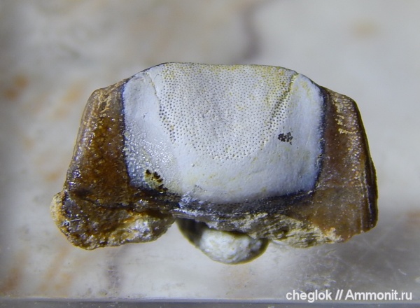 нижний карбон, зубы акул, Заборье, Copodus