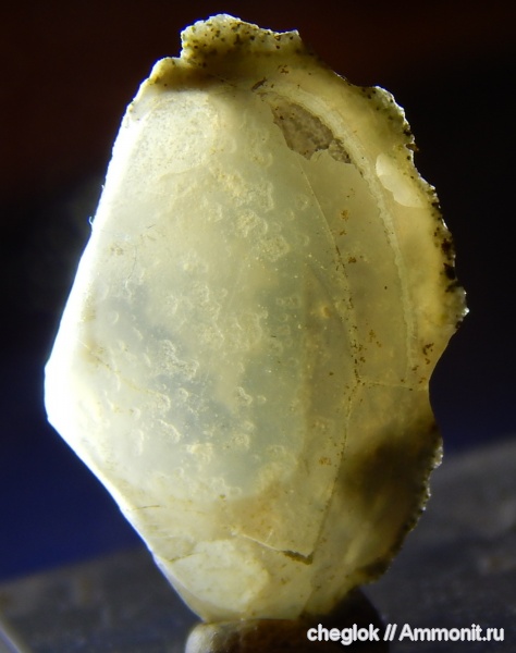 палеоген, двустворчатые моллюски, Саратовская область, шиханы (Вольск-18)