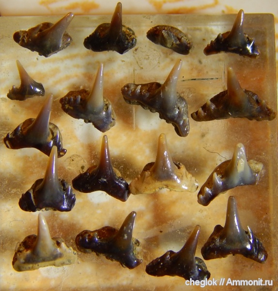 мел, сеноман, зубы акул, Саратовская область, Synechodus, Пудовкино