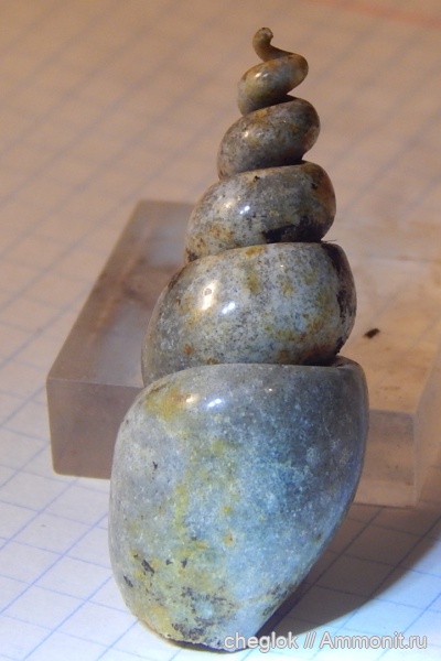 гастроподы, палеоген, Саратовская область