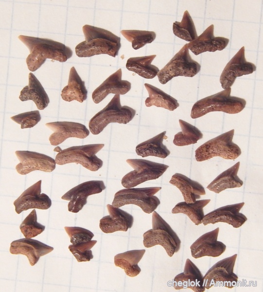 мел, Squalicorax, сеноман, зубы акул, Саратовская область, Пудовкино, Paleoanacorax