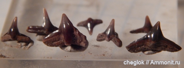 зубы акул, Squatina, Cederstroemia, Саратовская область, Пудовкино, Squatina cranei