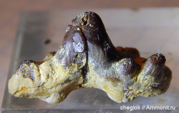 карбон, Русавкино, Glikmanius, зубы акул, Glikmanius occidentalis