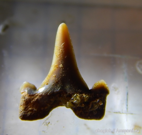 Cretalamna, зубы акул, Саратовская область, Пудовкино