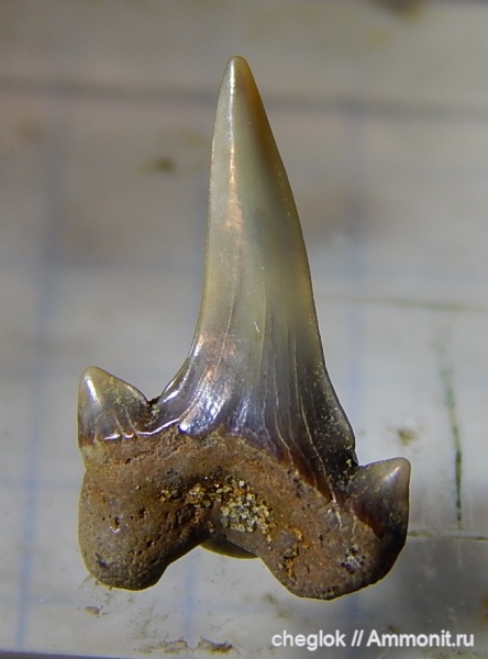 мел, сеноман, зубы акул, Пудовкино, Lamniformes