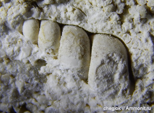 карбон, брюхоногие моллюски, Дубровицы