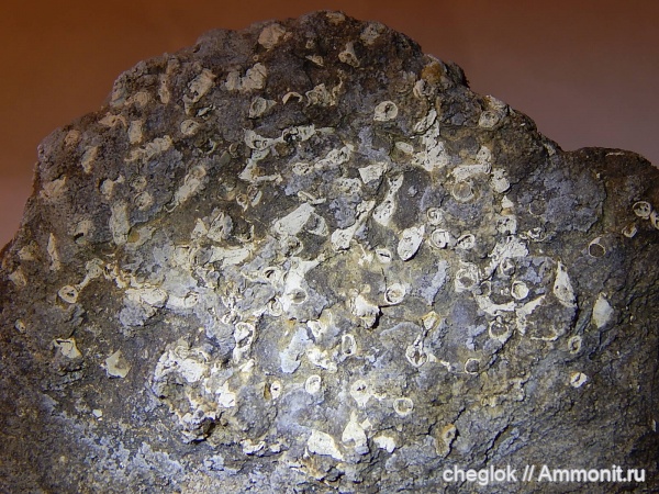 кораллы, нижний карбон, Заборье