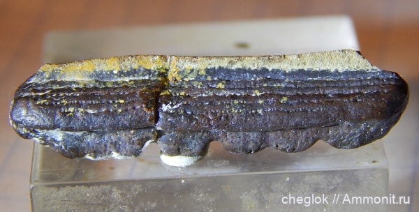 карбон, Пески, Polyrhizodus, зубы акул, Polyrhizodus longus