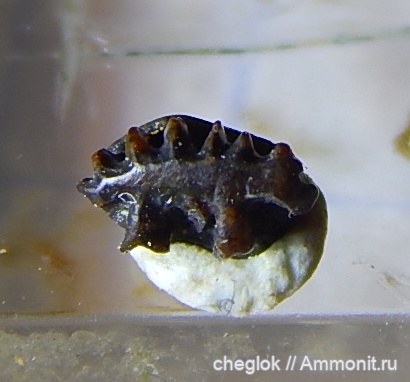 карбон, Пески, Petrodus, покровные элементы