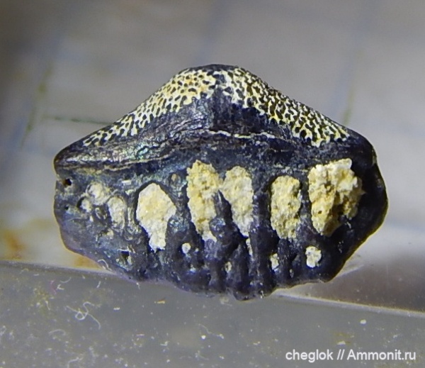 карбон, Гжель, зубы акул, Oxytomodus