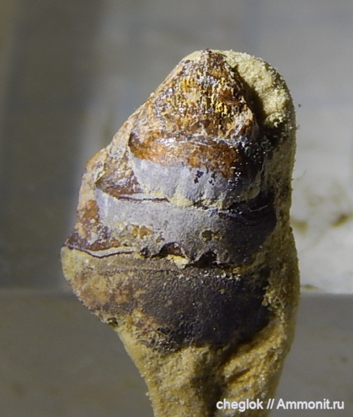 нижний карбон, зубы акул, Petalorhynchus, Заборье