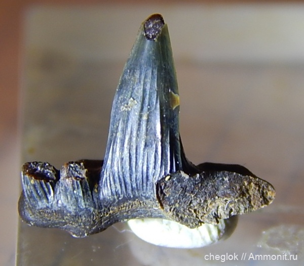 карбон, Пески, зубы акул, средний карбон, Glikmanius occidentalis