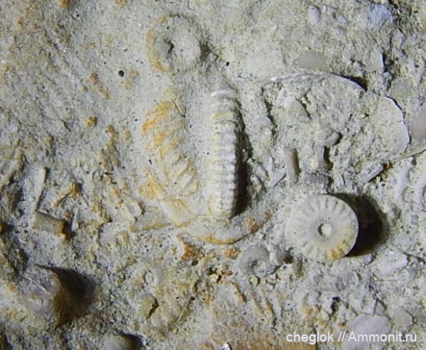 трилобиты, Цемгигант, верхний карбон