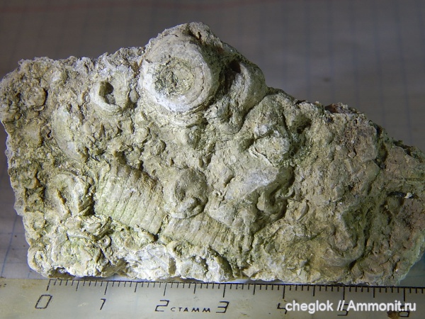 морские лилии, карбон, Заборье